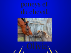 C&#039;était le groupe des poneys et le cheval